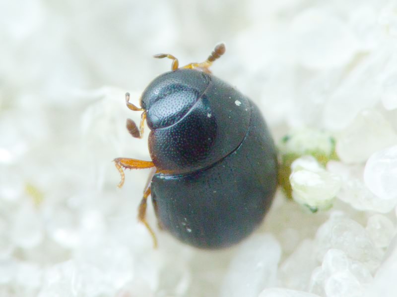 Hydrophilidae LatreiIle, 1802
